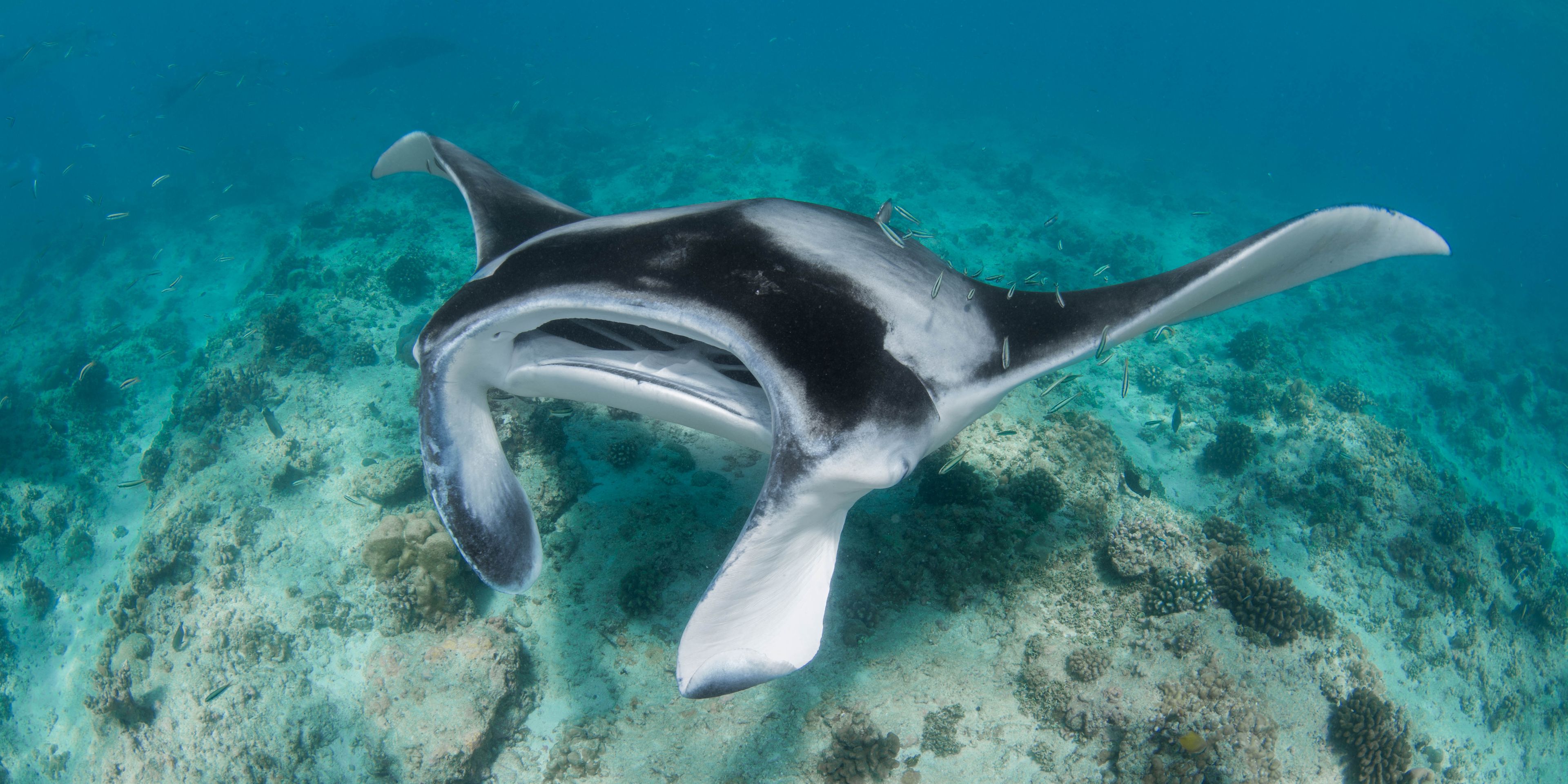 Manta Rochen