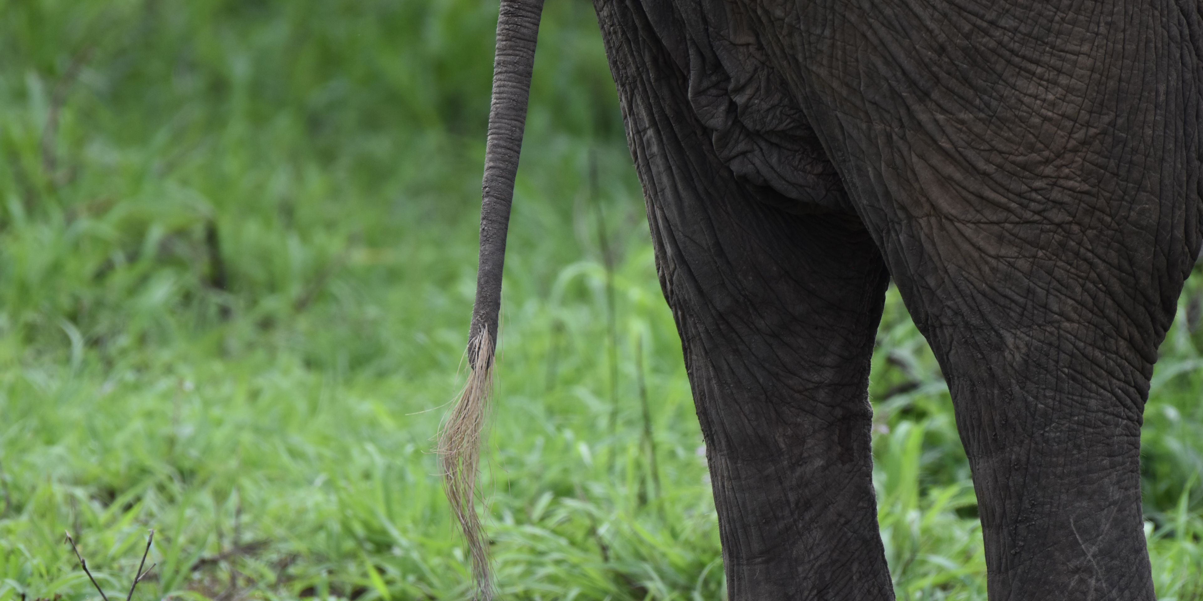 natucate-internship-south-africa-zululand-elephant-tail