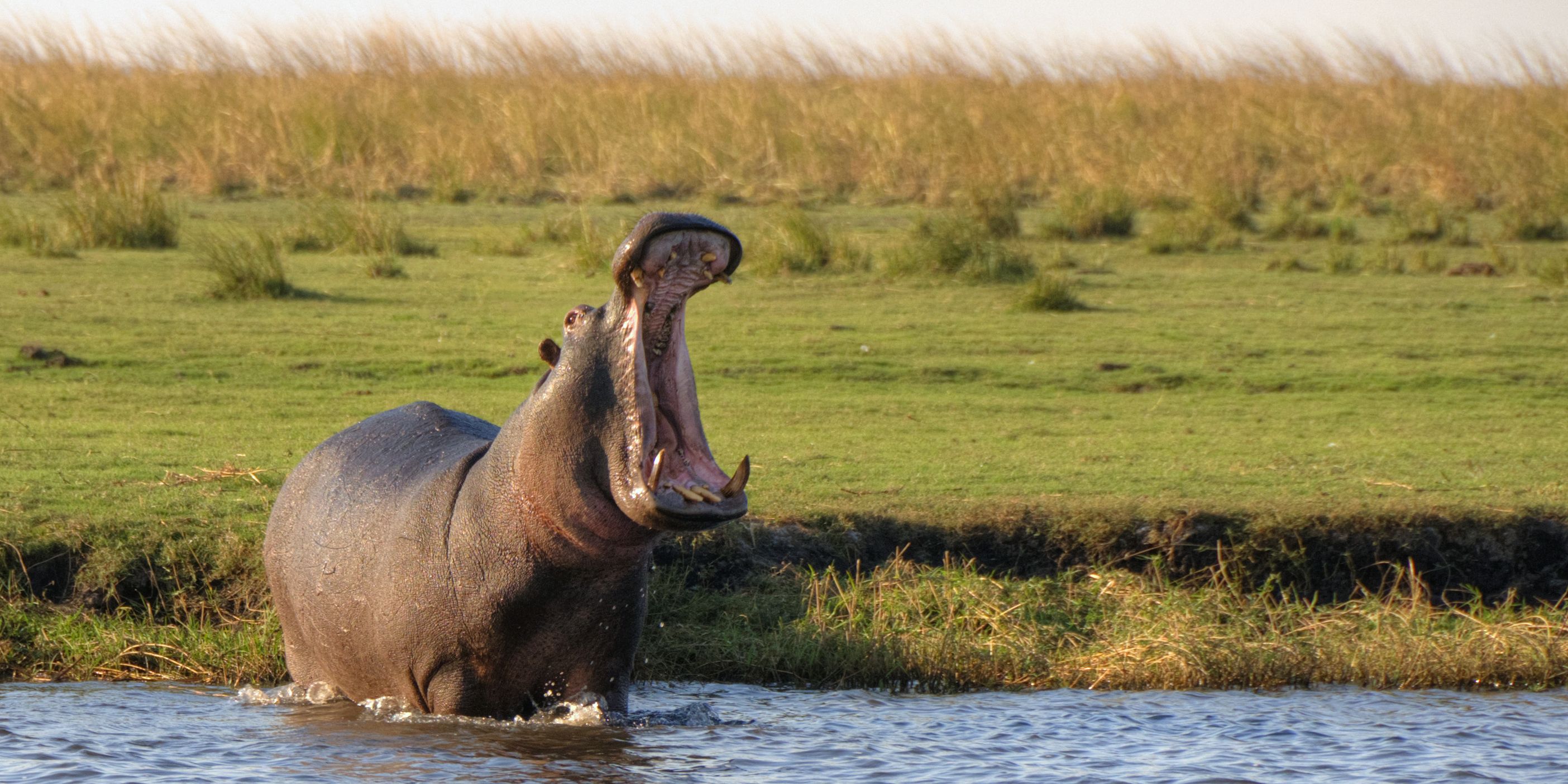 Ein Nilpferd steht mit weit geoeffnetem Maul in einem Flussarm des Okavango Deltas.