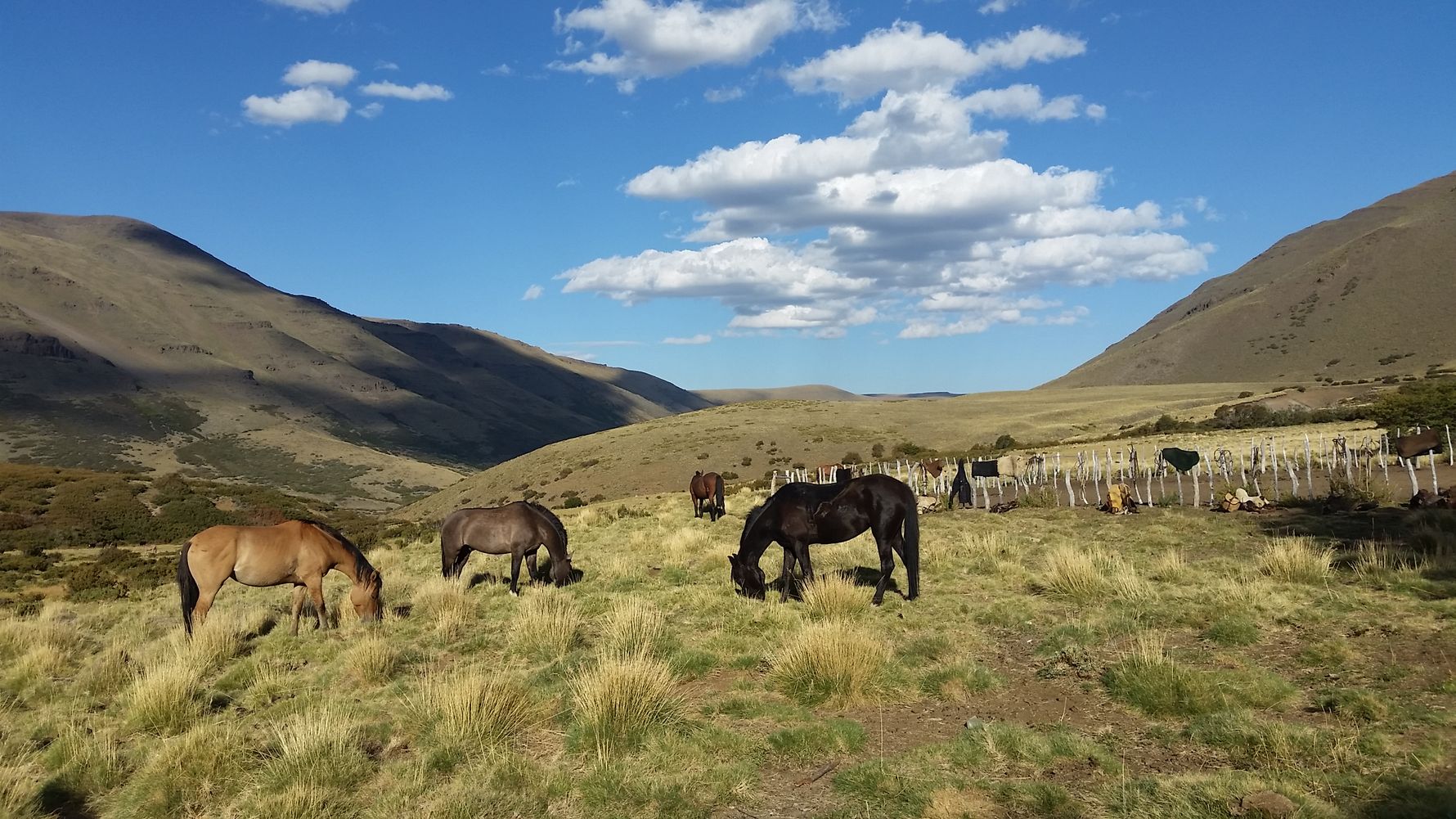 Packtrip in Argentinien: Reitpferde grasen auf einer Weide in den patagonischen Anden.