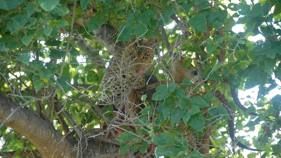 erfahrungsberichte-suedliches-afrika-fgl1-rangerausbildung-leopard-natucate