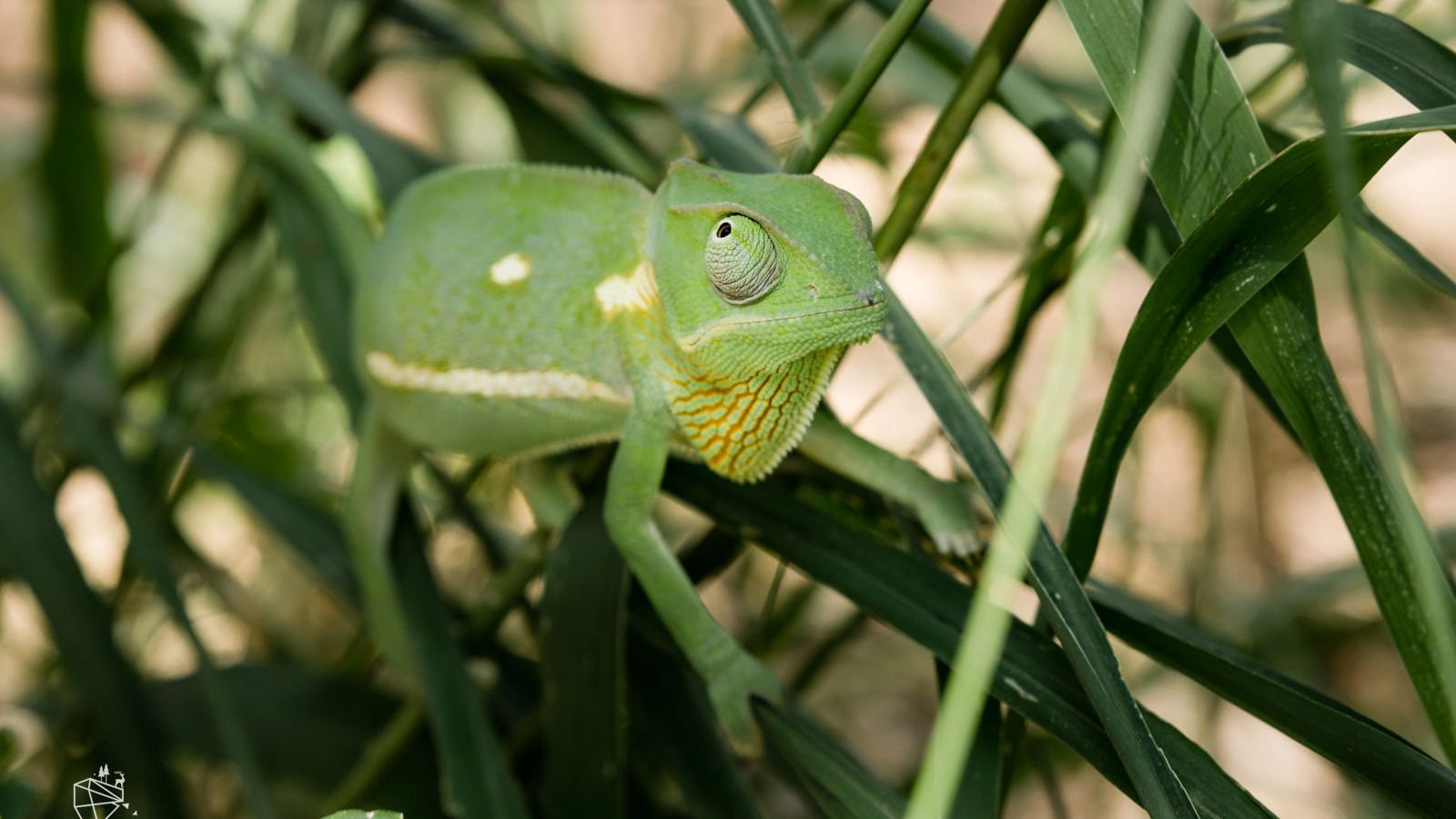 erfahrungsberichte-rangerkurse-suedafrika-field-guide-level-1-katharina-chamaeleon-nat
