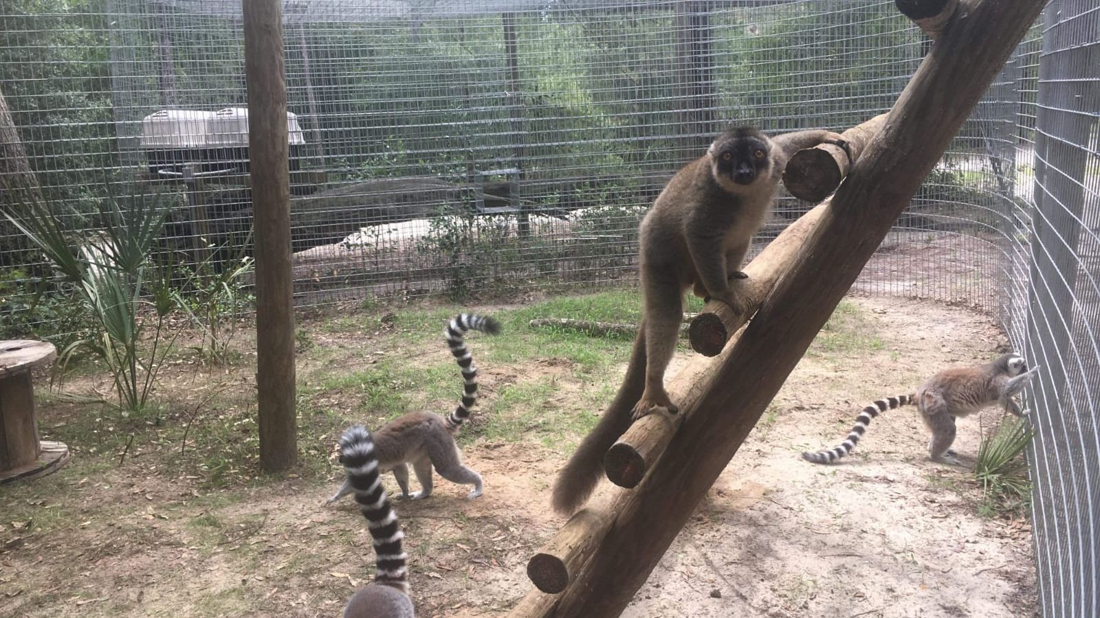 erfahrungsbericht-usa-florida-wildlife-vor-ort-tierschutz-affen-natucate