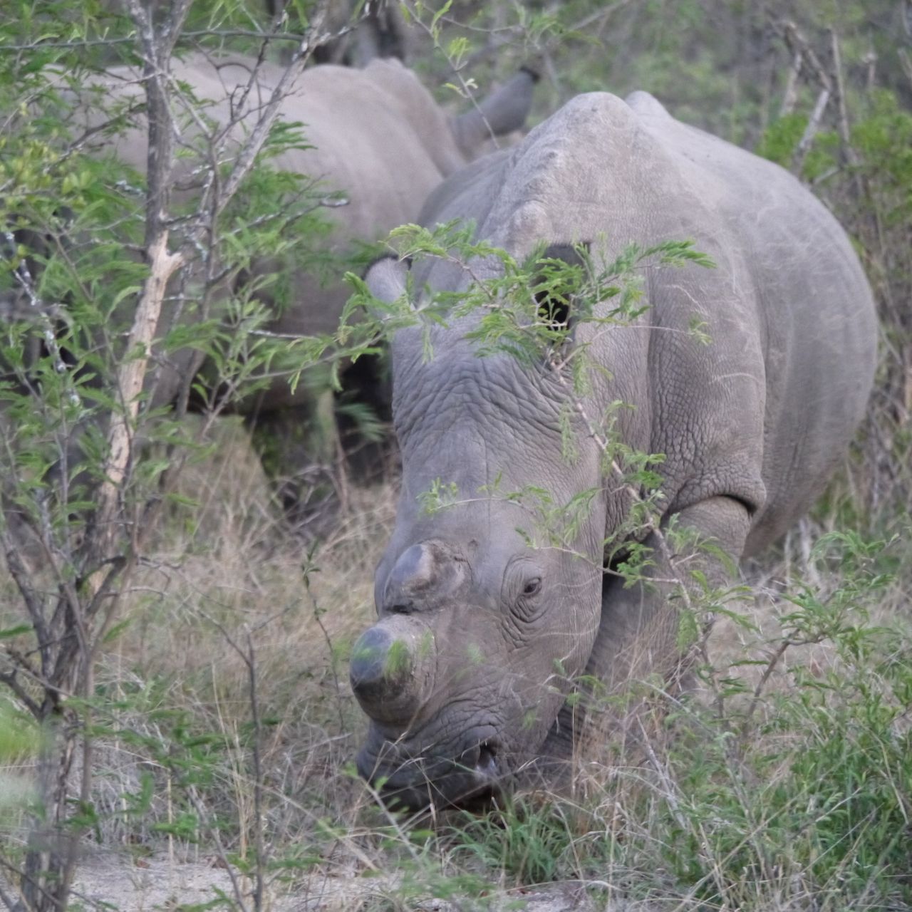 erfahrungsberichte-suedliches-afrika-fgl1-rangerausbildung-nashoerner-natucate