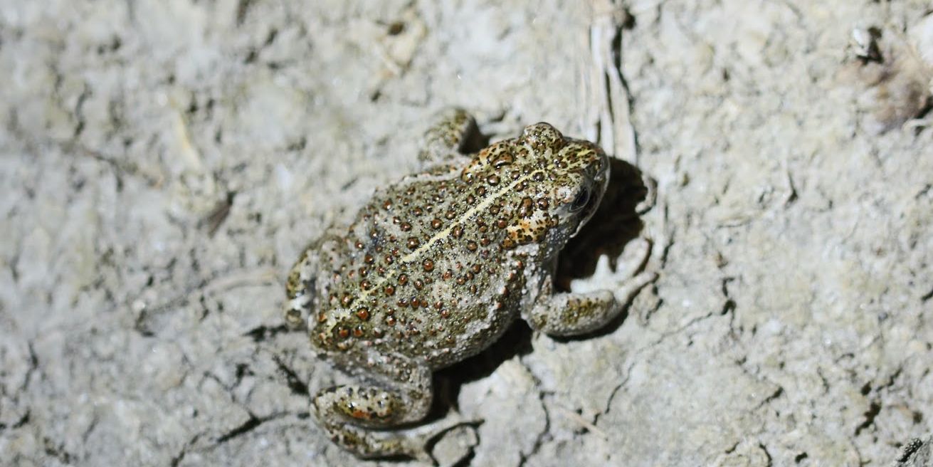 Nahaufnahme einer Kroetenart in Estland