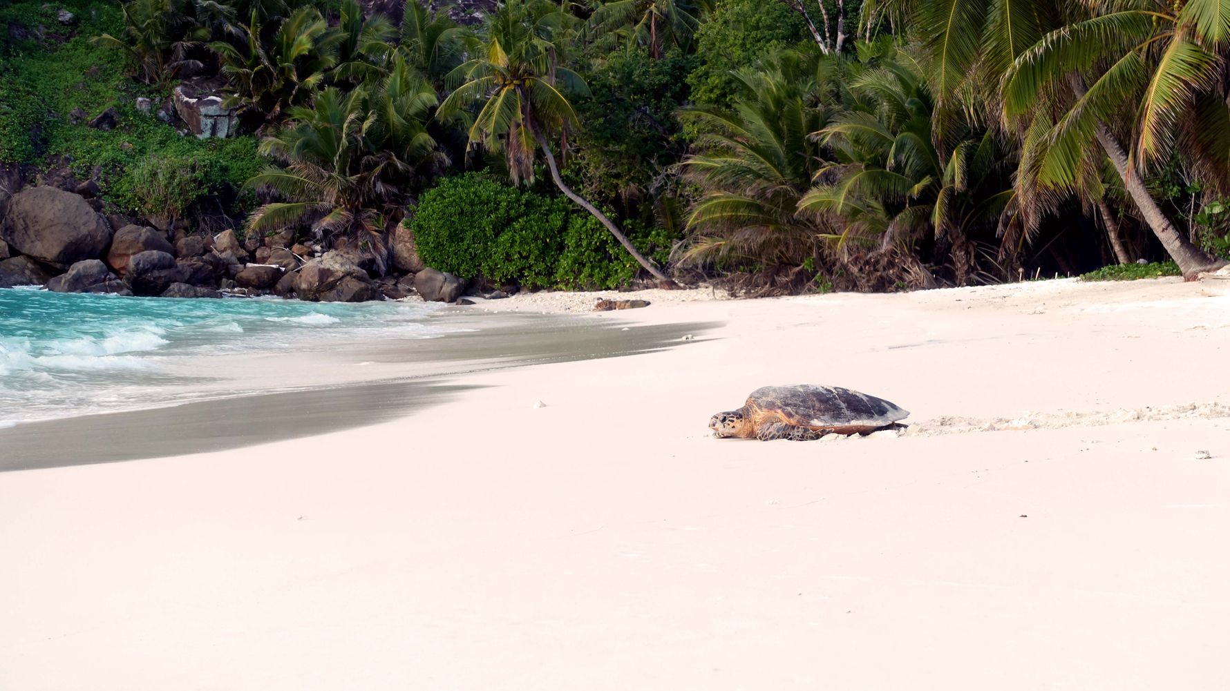 Freiwilligenarbeit Seychellen: Meeresschildkroete auf North Island auf dem Weg ins Meer
