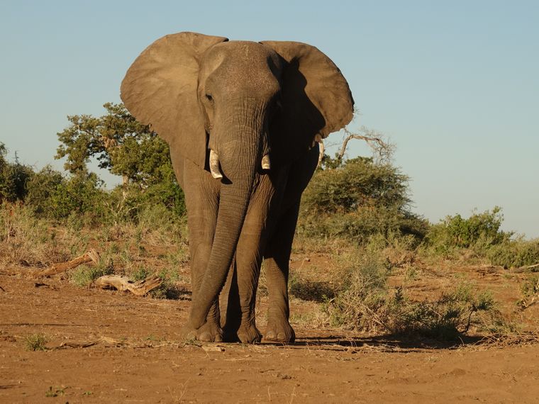 freiwilligenarbeit-namibia-afrika-artenschutz-elefantenbulle-damaraland-natucate