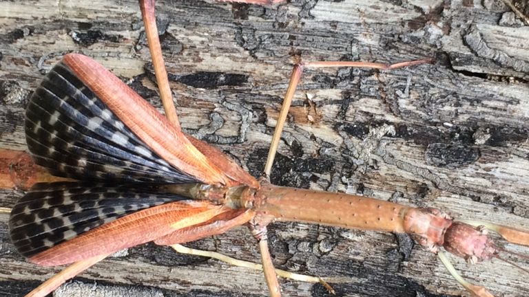 erfahrungsbericht-australien-kundenfotos-sabbatjahr-insekt-natucate