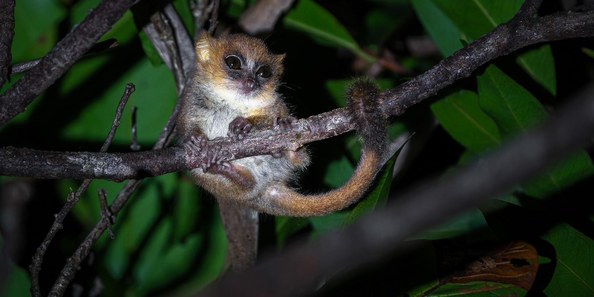 natucate-madagascar-pwe-mody-bush-baby