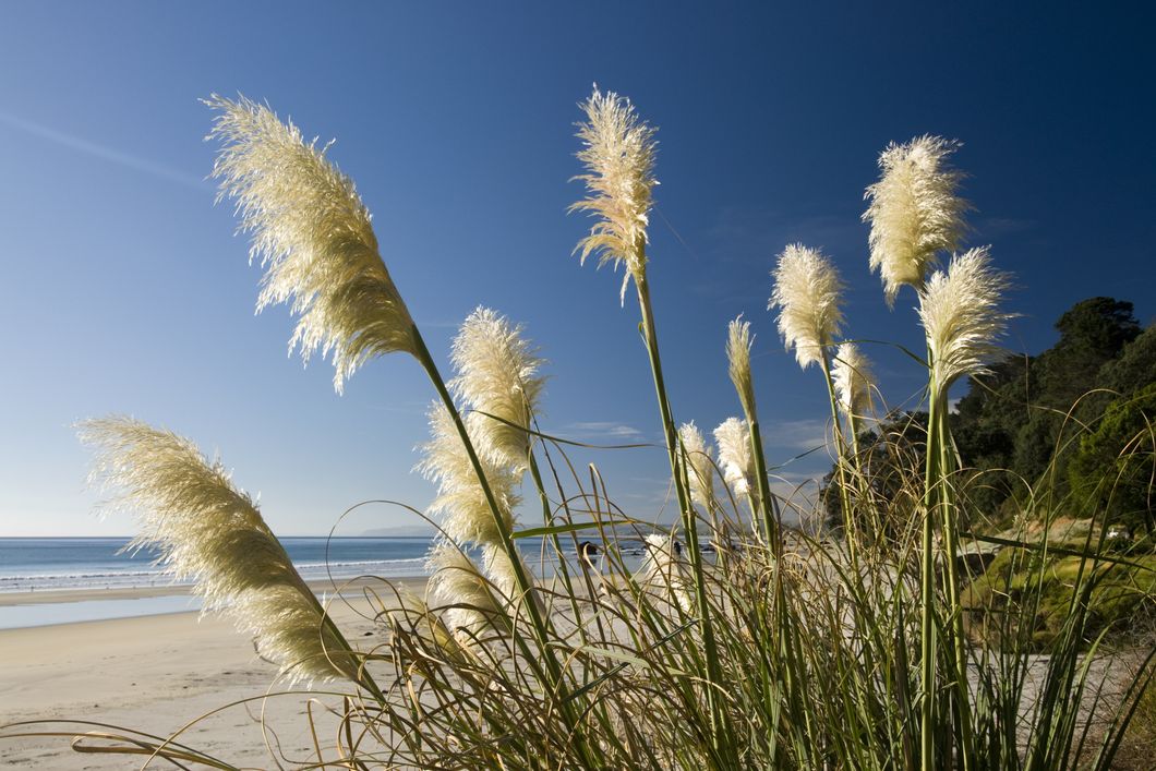Freiwilligenarbeit in Ozeanien: Schilfgras am Strand von Neuseeland
