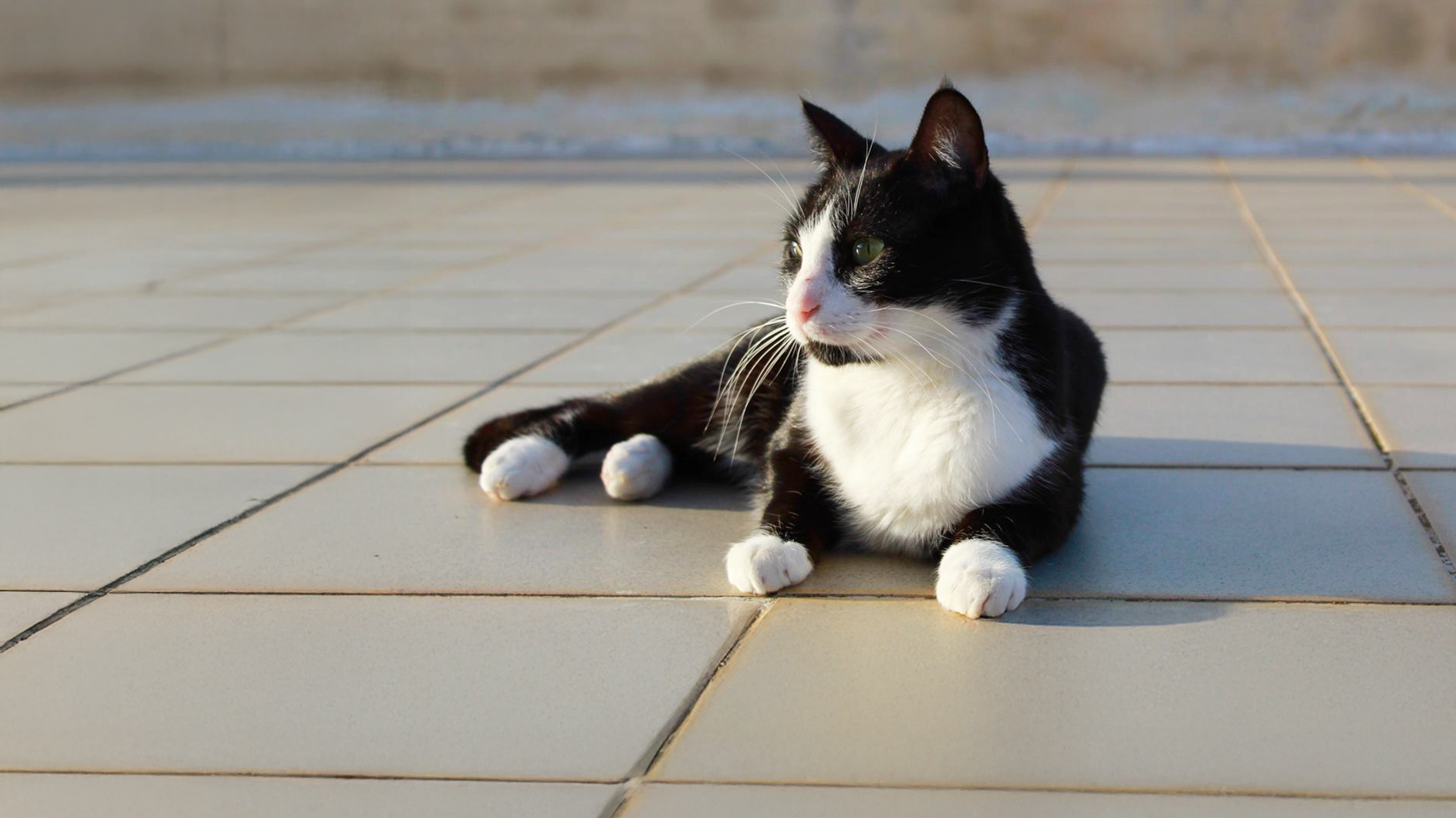 freiwilligenarbeit-griechenland-tierschutz-katzendachterrasse-hero