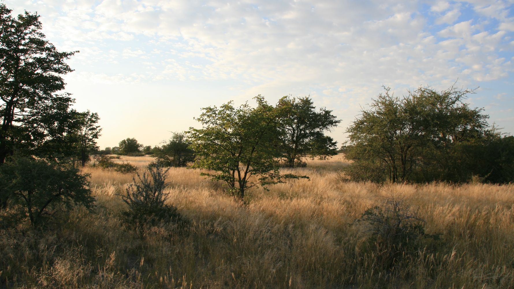 blog-ratgeber-botswana-chobe-nationalpark-busch-natucate