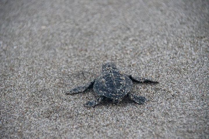 A young sea turtle in Costa Rica on its way into the ocean