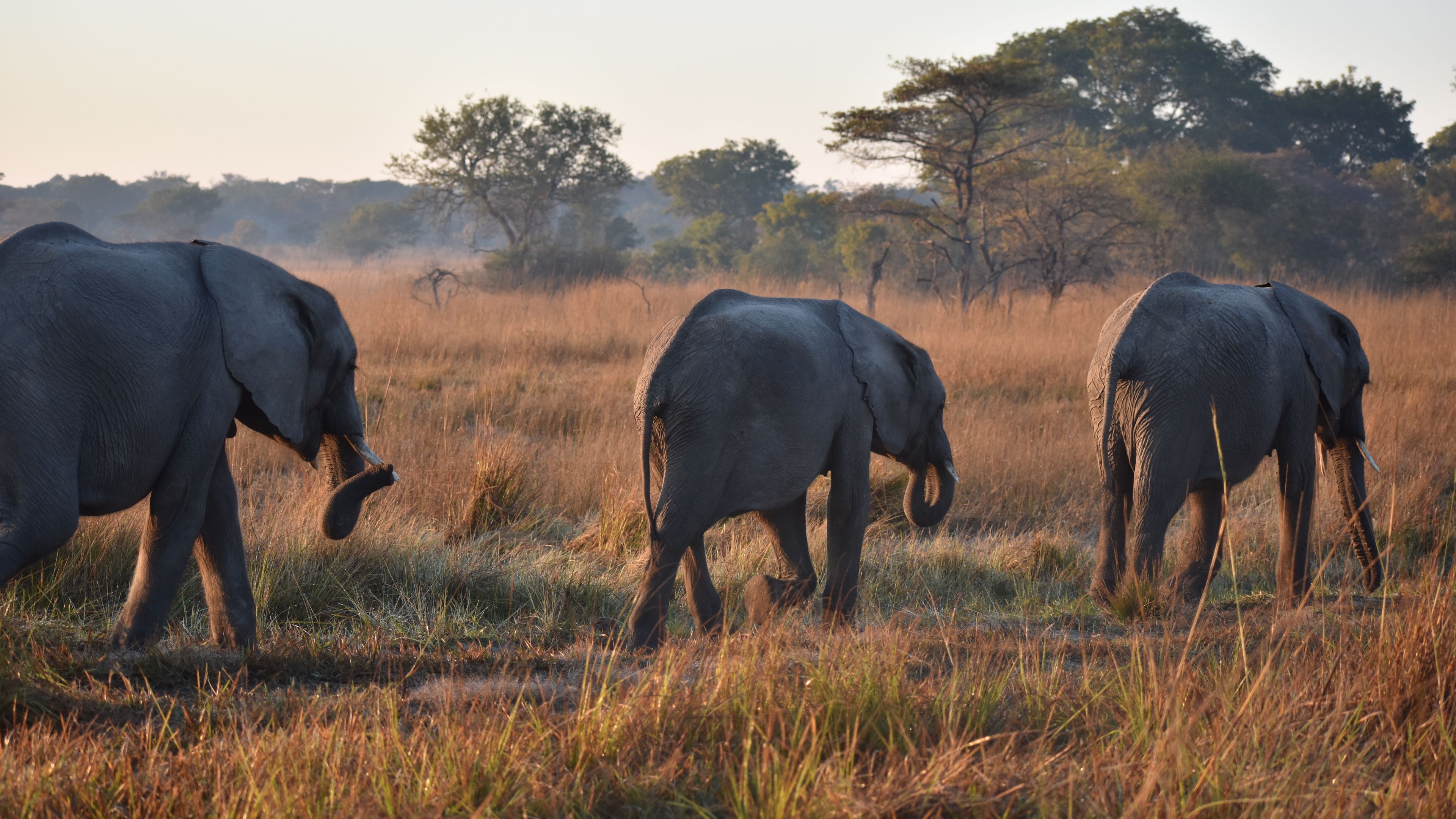Aufnahme von drei hintereinander laufenden Elefanten im Kafue Nationalpark in Sambia