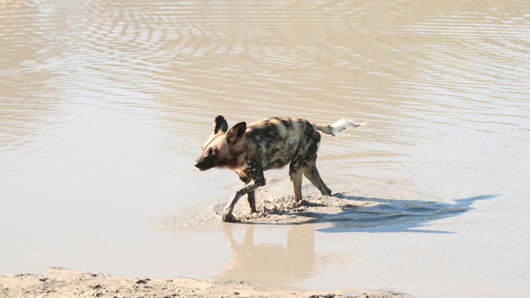 wildhunde-afrika-blog-natucate