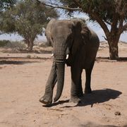 erfahrungsbericht-freiwilligenarbeit-namibia-elefantenschutz-emma-elefant-baby-natucate