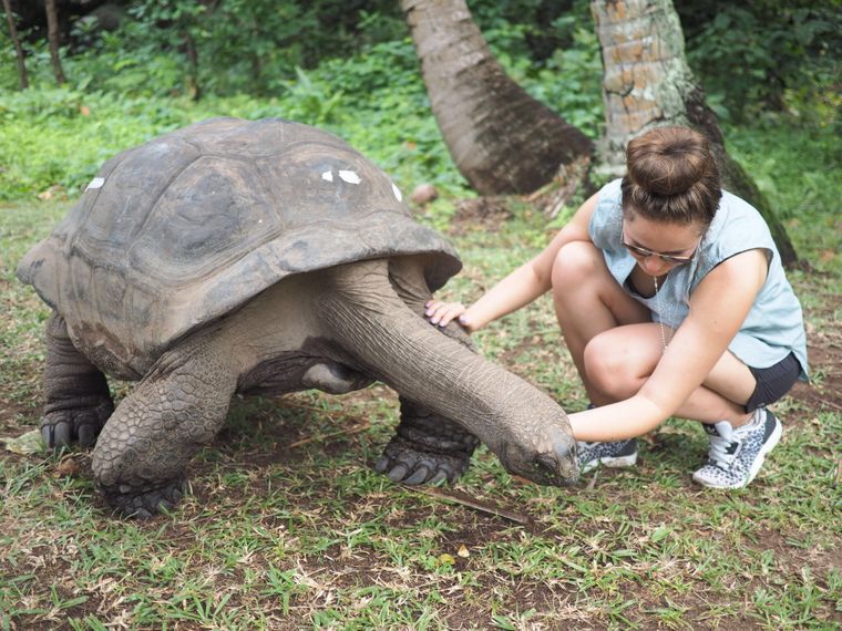 freiwilligenarbeit-seychellen-schildkroete-erfahrungsbericht-natucate