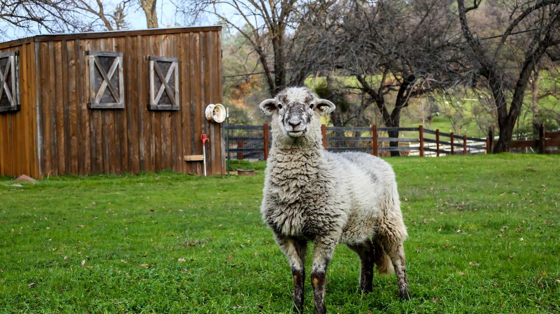 Animal welfare abroad: sheep on the grounds of a Vegan Farm in California