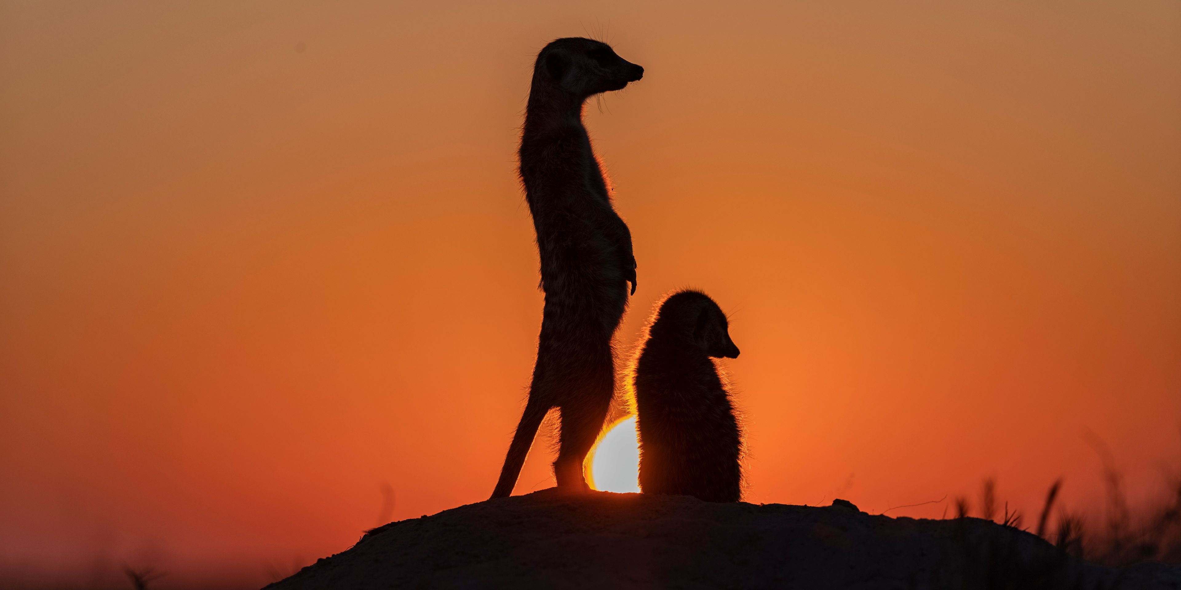 natucate-safari-botswana-abenteuer-camp-kahalari-meerkat