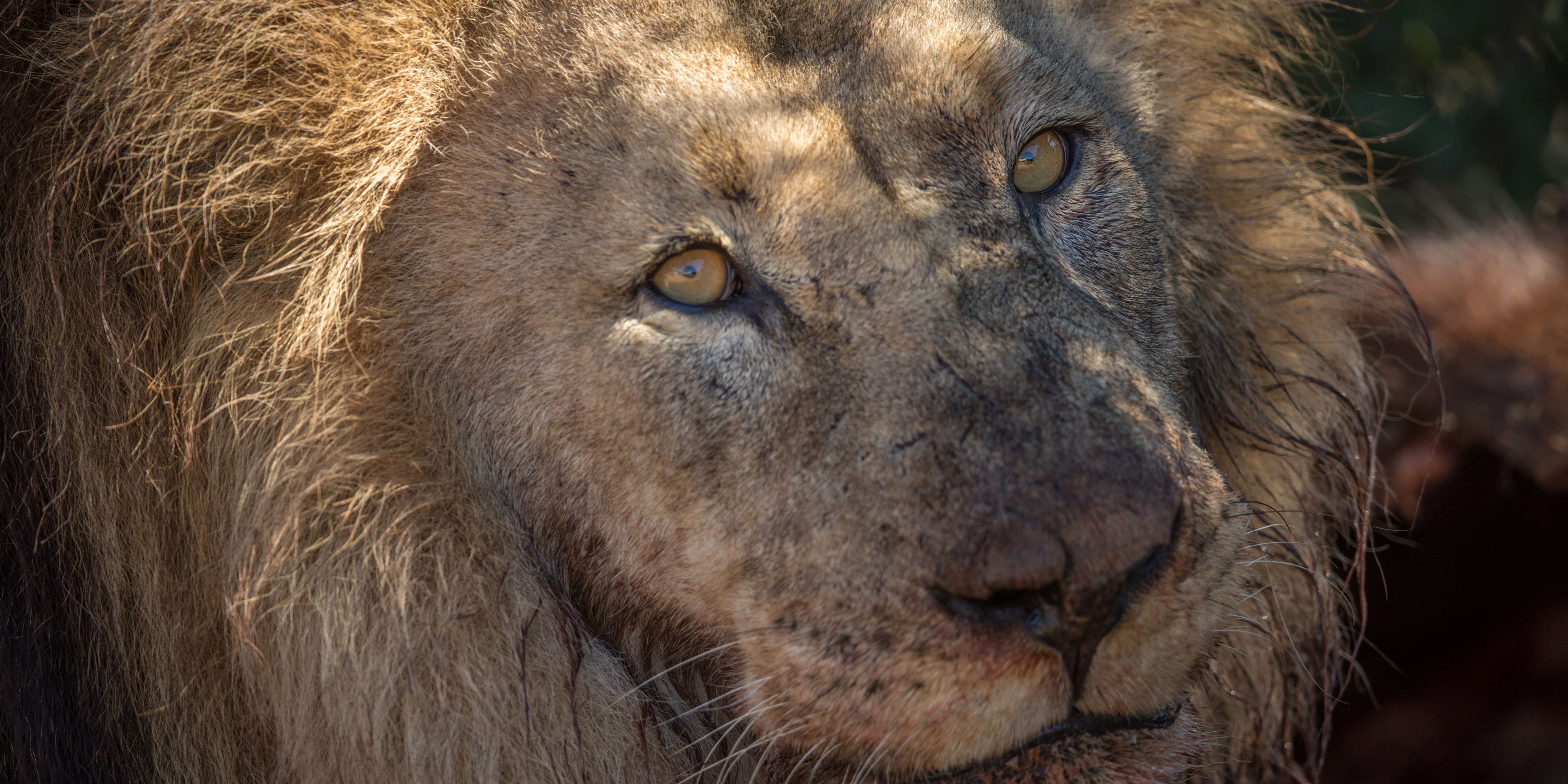 safari-botswana-abenteuer-okavango-delta-loewe