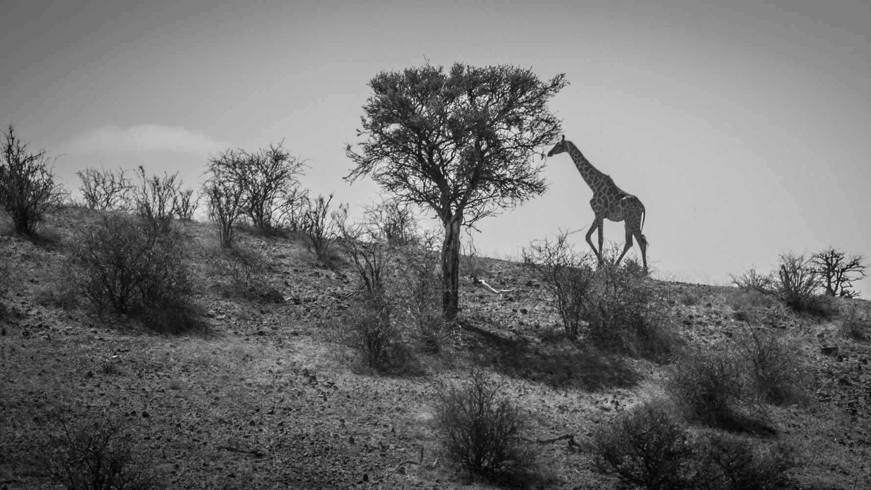 blog-sabbatjahr-freie-wirtschaft-giraffe-natucate