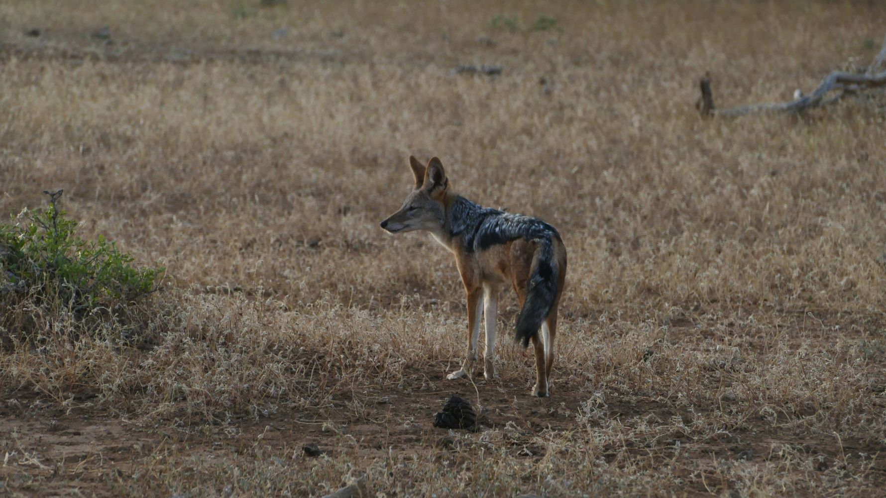 erfahrungsberichte-rangerkurse-suedafrika-field-guide-level-1-carina-jackal-natucate