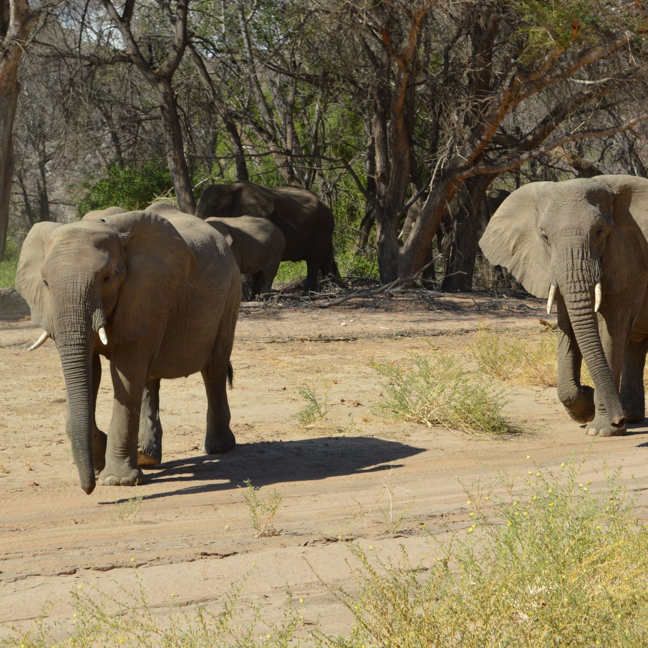 Auslandsaufenthalt in Namibia: Mehrere Elefanten stehen im Schatten oder gehen durch die Landschaft