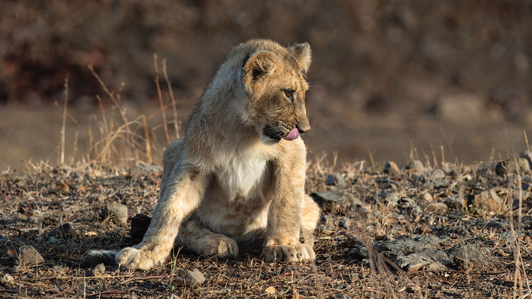 natucate-blog-buchempfehlung-loewenbaby