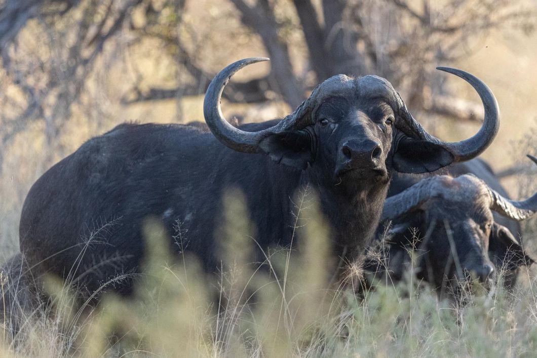 Zwei Afrikanische B&uuml;ffel, welche aussehen wie dunkle, schwer gebaute Rinder mit aufw&auml;rts gebogenen H&ouml;rnern, stehen im hohen Gras im Okavango Delta