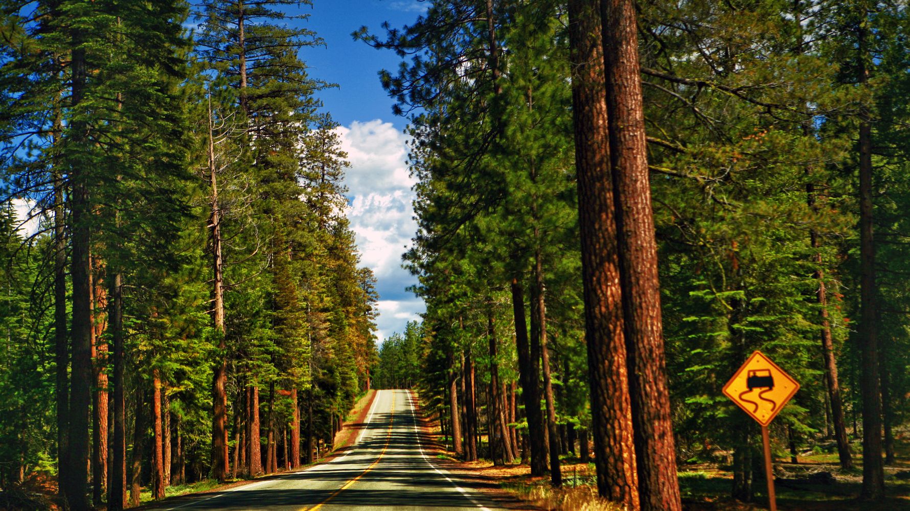 A road in a US forest: Take part in one of the best volunteer programs in the USA and help protect nature