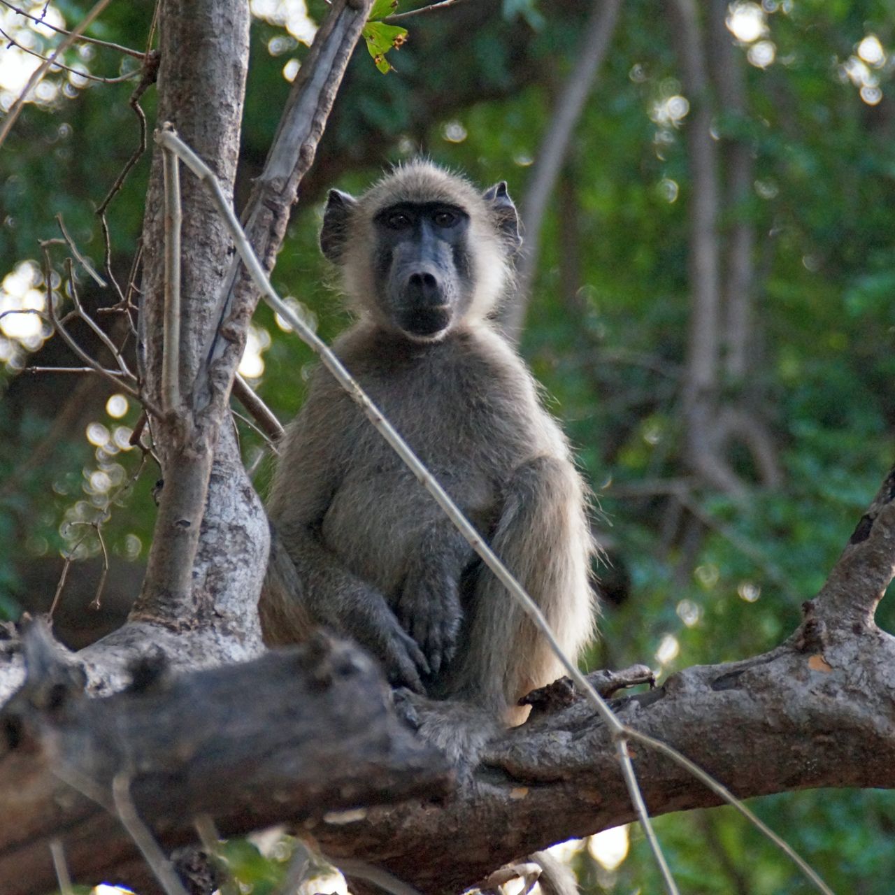 erfahrungsbericht-ecoquest-suedafrika-corinna-affe-natucate