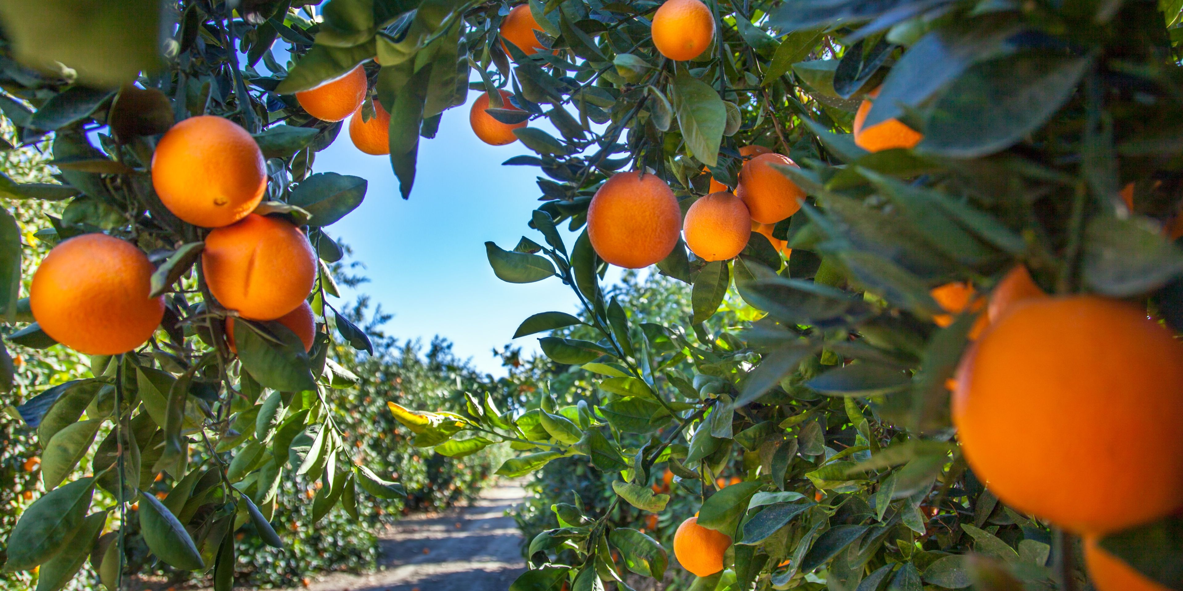 auslandspraktikum-usa-nordamerika-obstbau-orangen-natucate