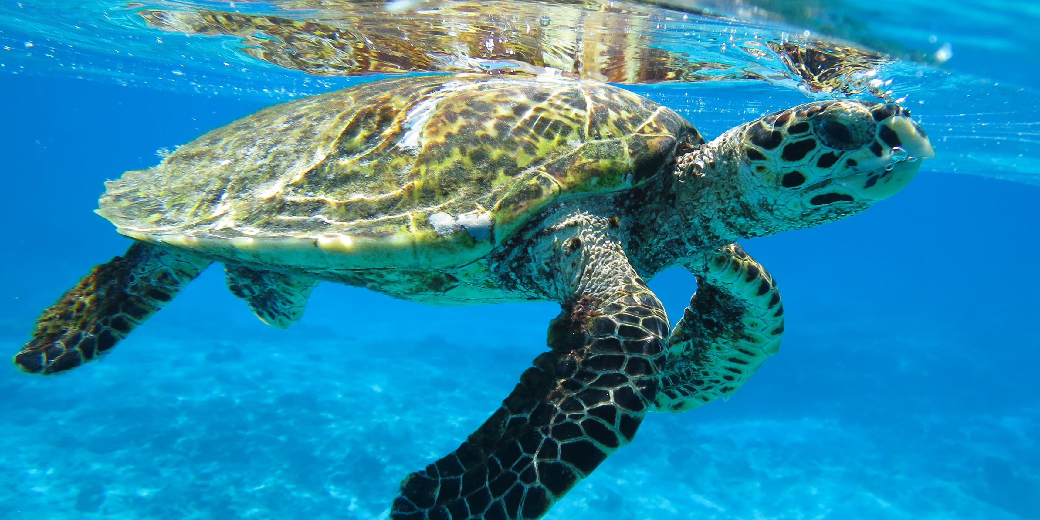 A sea turtle in the Seychelles is swimming richt under the water surface of the Indian Ocean