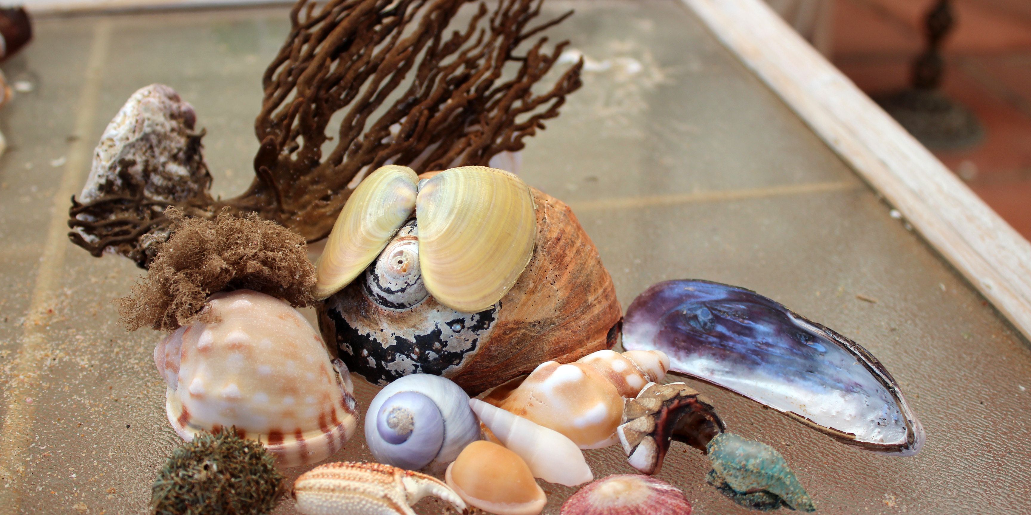 Marine Guide-Training in Suedafrikas Ostkap: Aufnahme von gesammelten Muscheln und Meeresgut