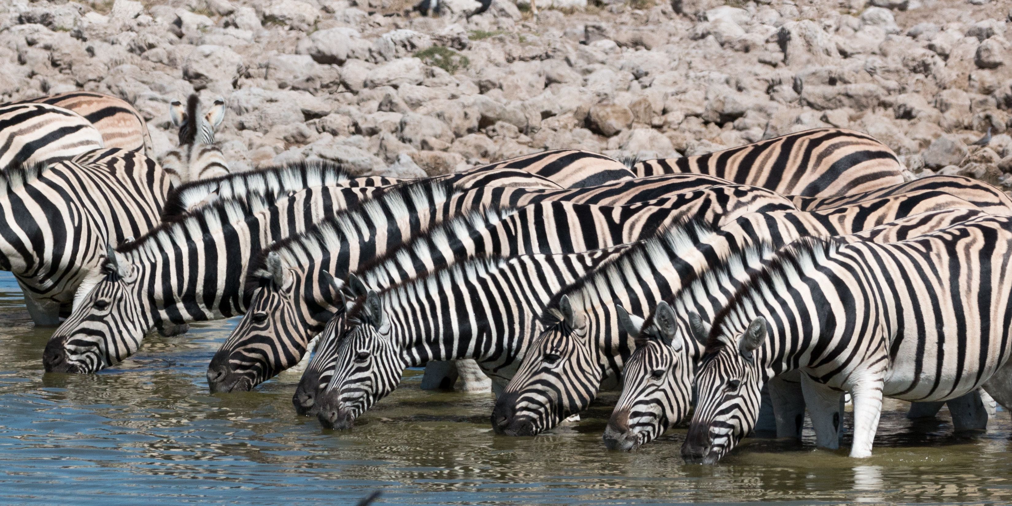 natucate-trip-zambia-safari-walking-robin-pope-mobile-zebras