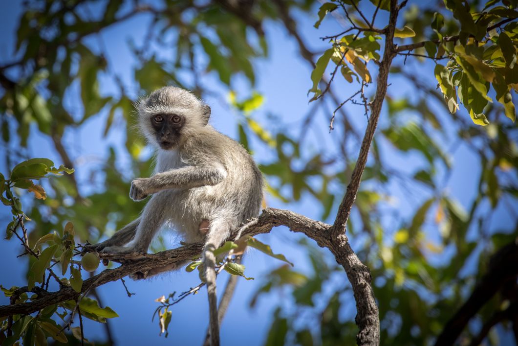 sabbatical-suedliches-afrika-namibia-field-guide-level-1-freiwilligenarbeit-gruenmeerkatze-natucate