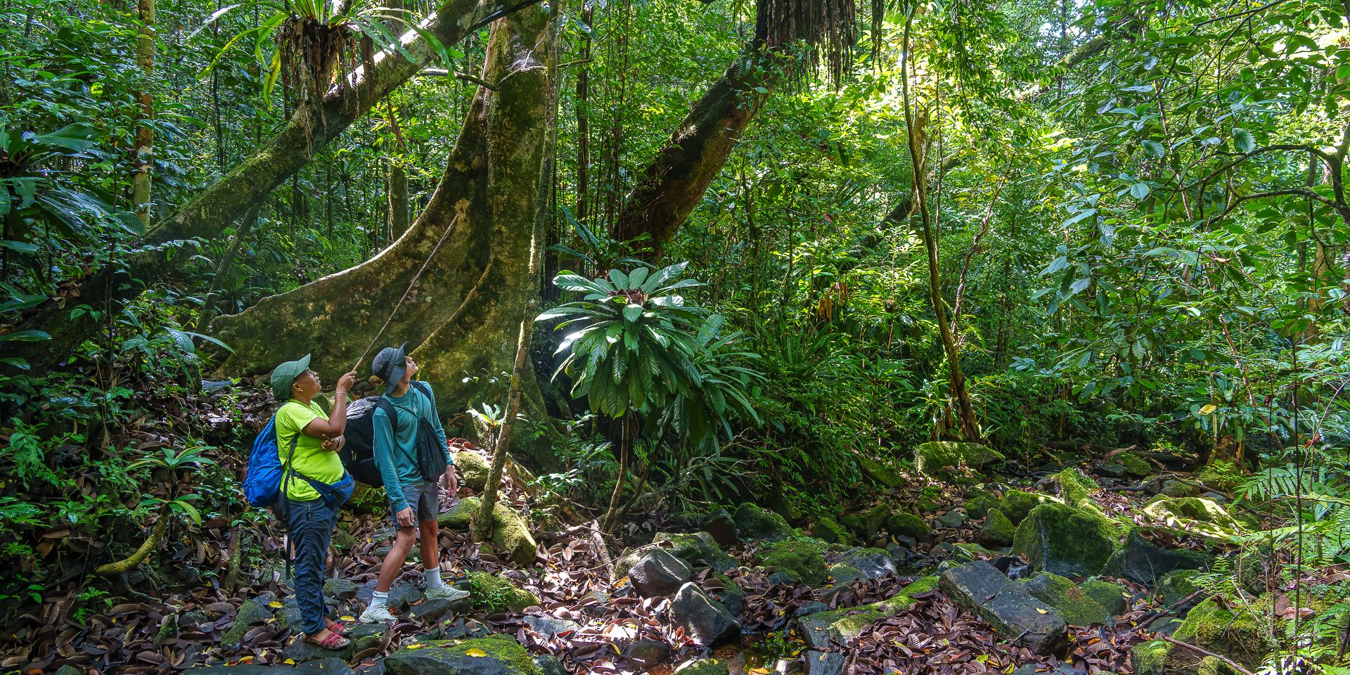 Two people walking through the rainforest