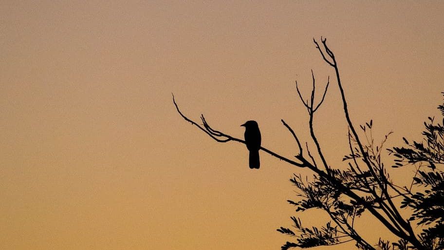 blog-ratgeber-peru-amazonas-regenwald-birding-abend-natucate