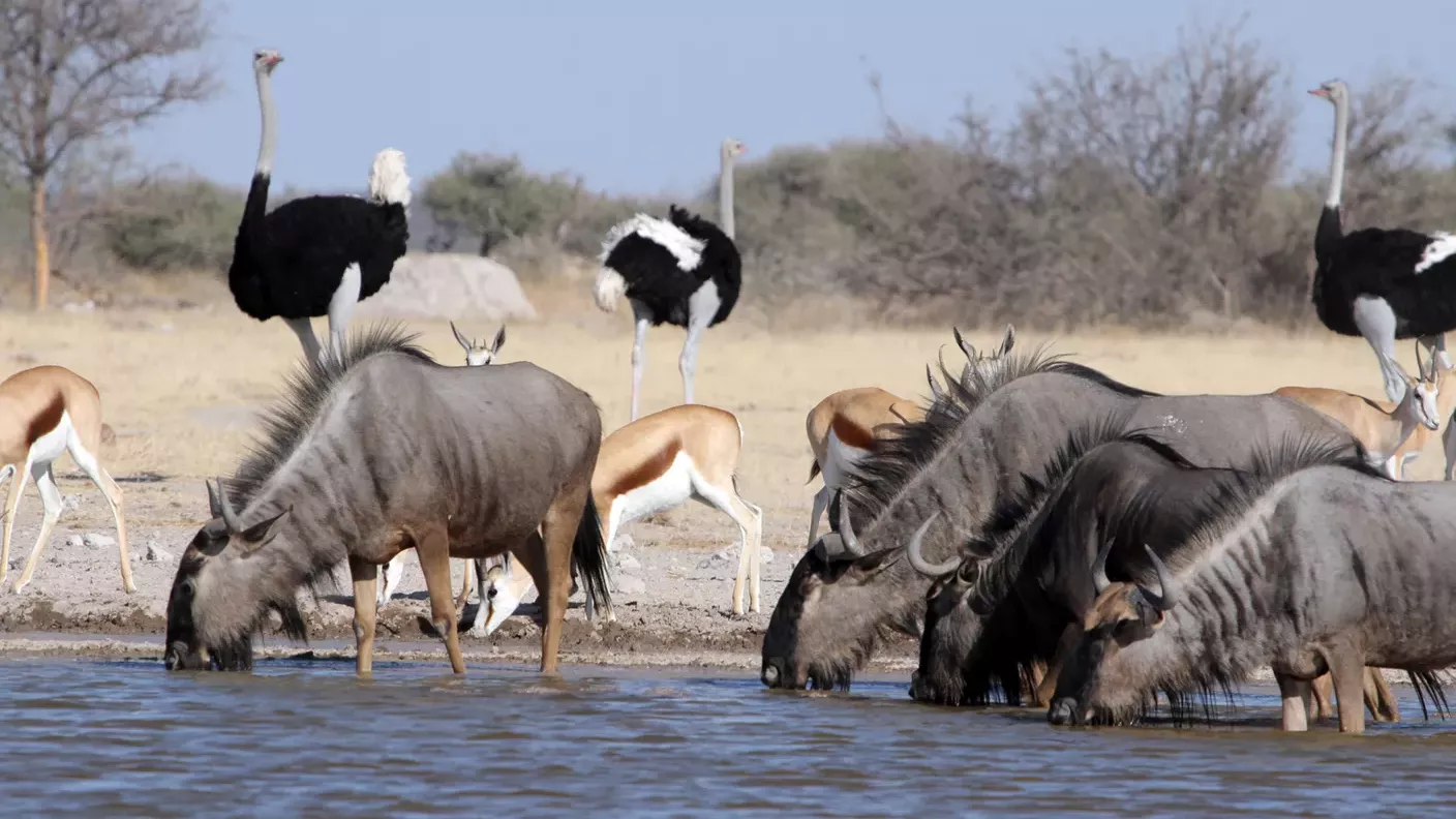 safari-botswana-okavango-delta-moremi-khwai-wildlife-natucate