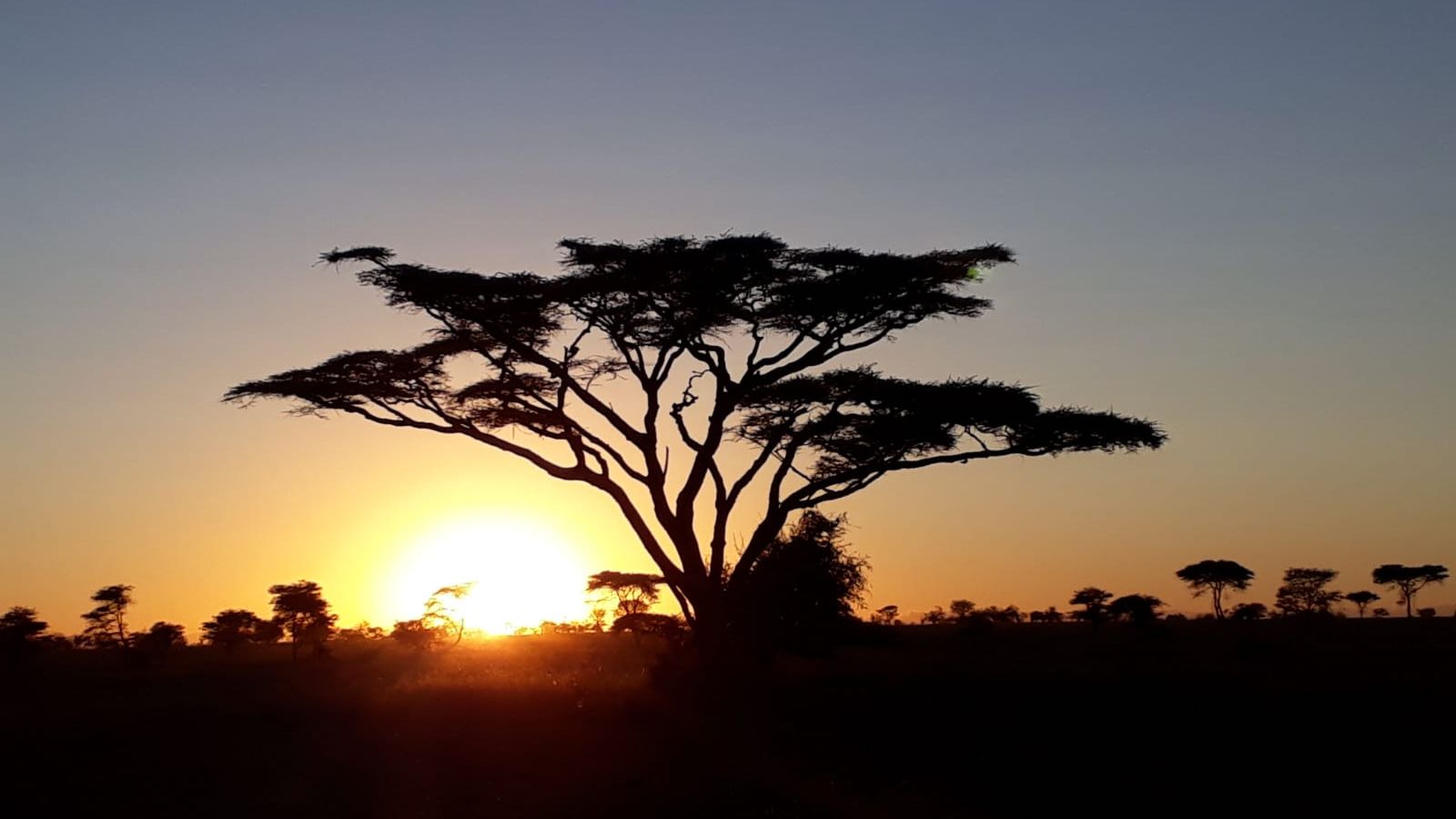 erfahrungsberichte-freiwilligenarbeit-suedafrika-zululand-marianne-akazien-baum-natucate