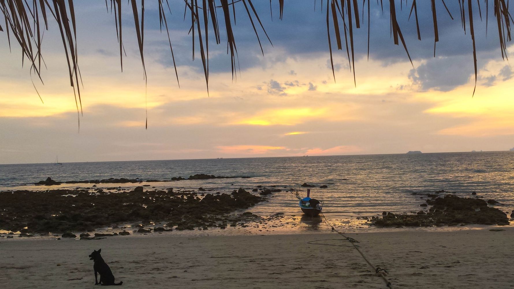 freiwilligenarbeit-thailand-erfahrungsbericht-kundenfotos-tierschutz-sonne-natucate