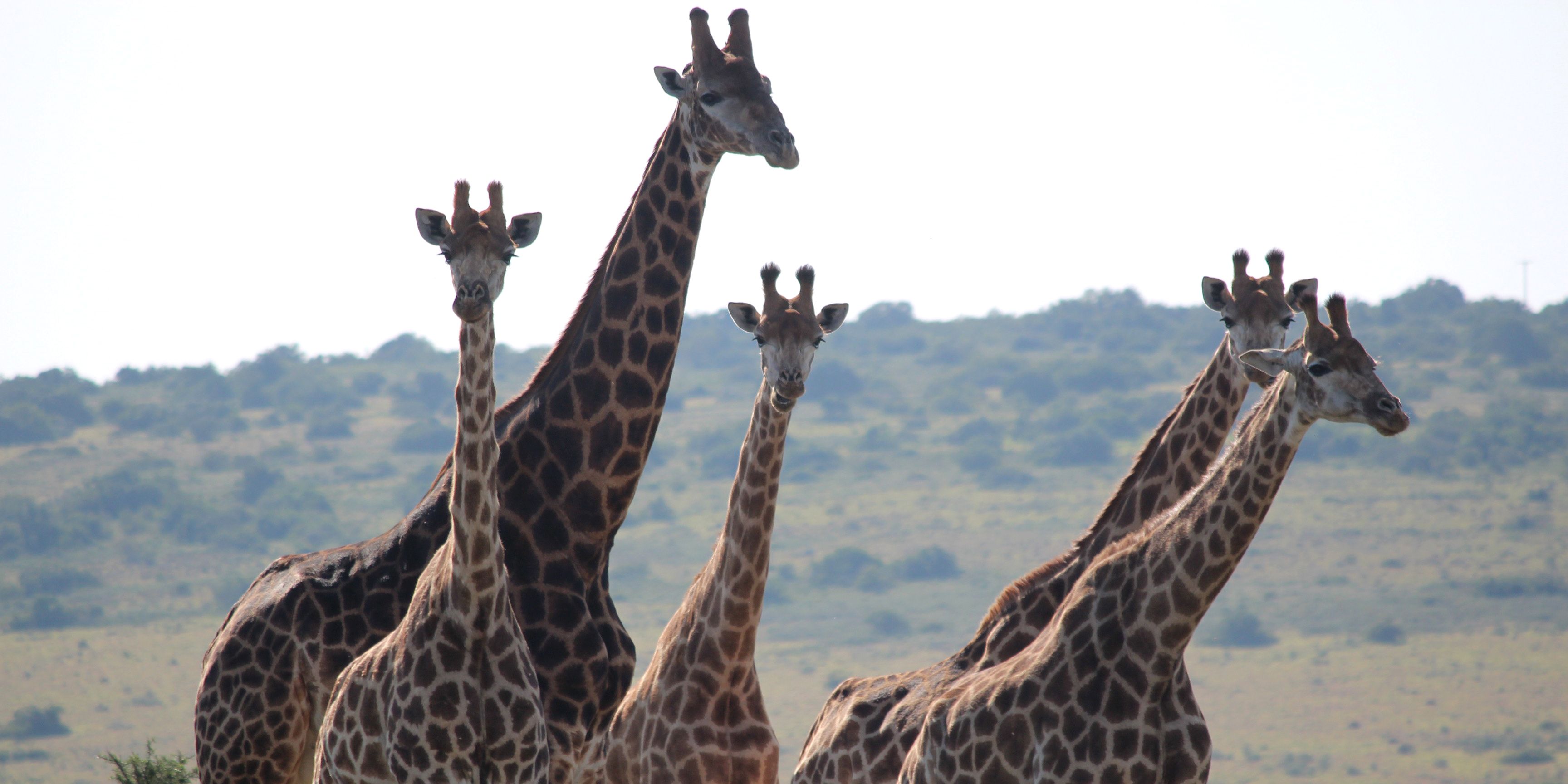 Aufnahme einer kleinen Giraffenherde im suedafrikanischen Amakhala Game Reserve