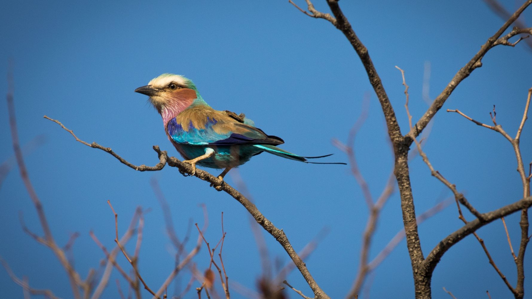 birding-vogelkunde-blog-ornithologie