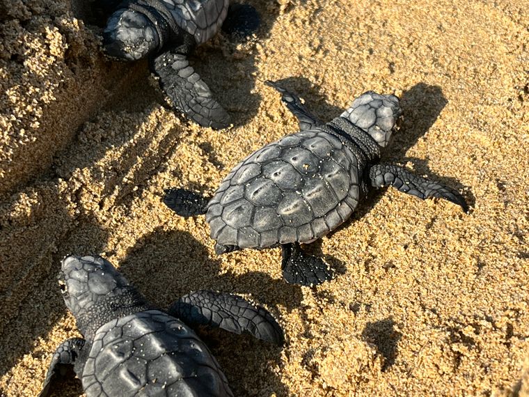 Kleine Schildkröten
