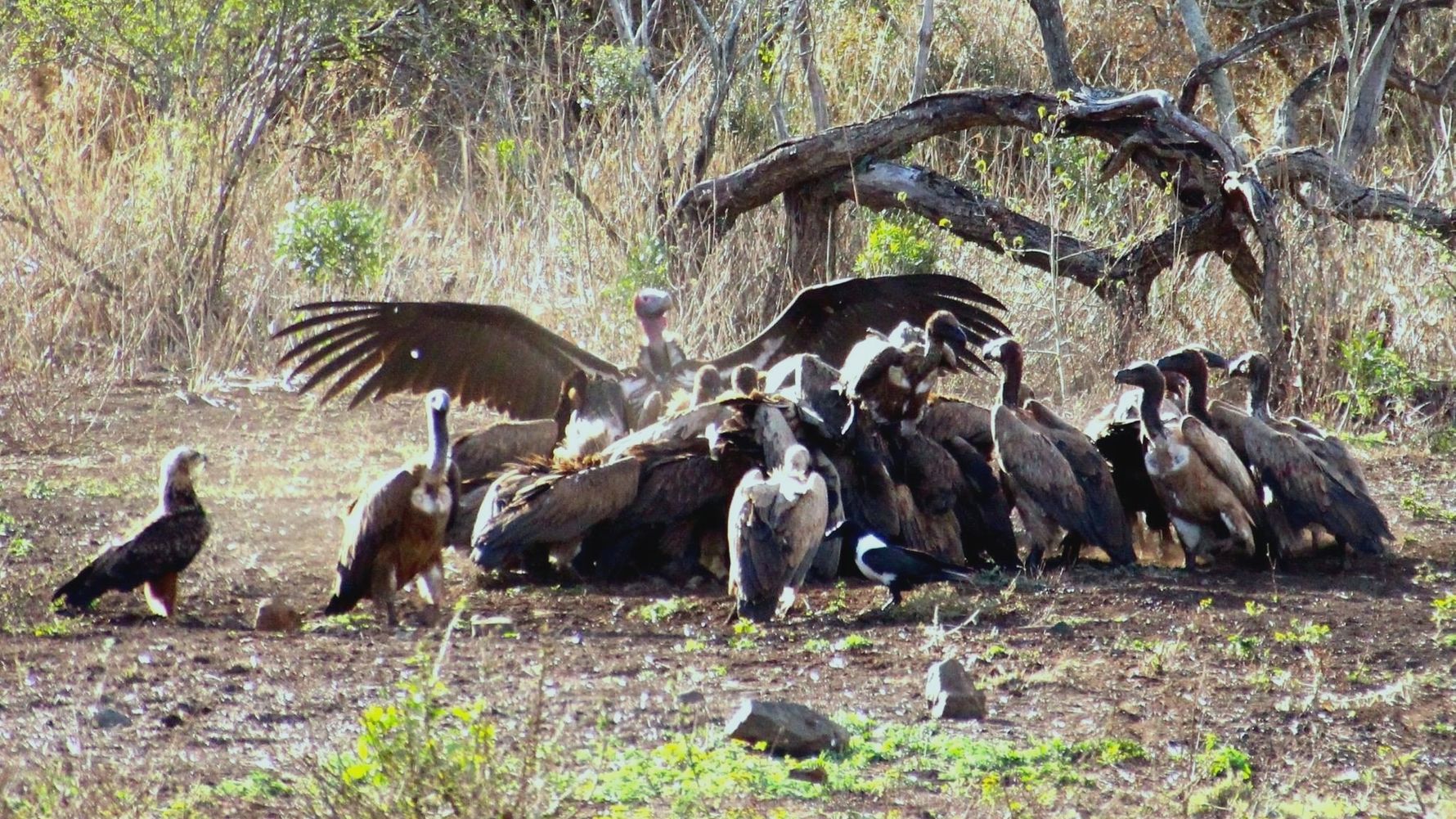 freiwilligenarbeit-suedafrika-erfahrungsbericht-kundenfotos-artenschutz-geier-natucate