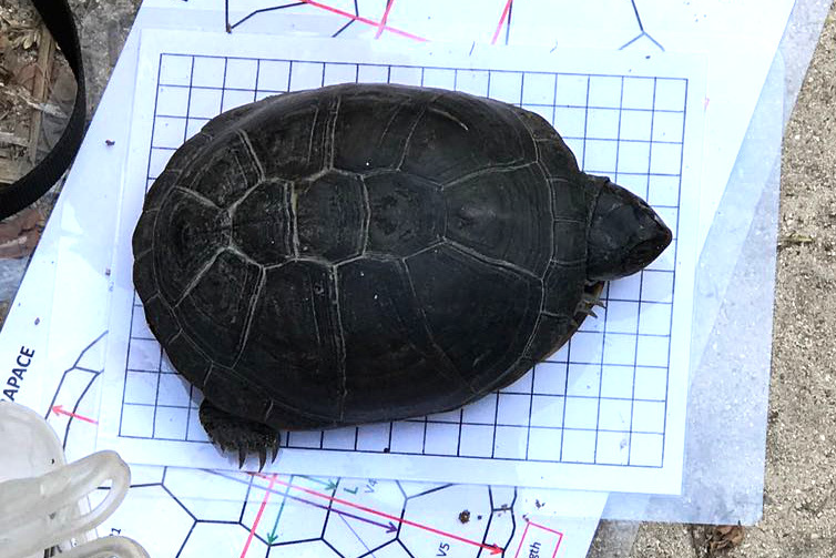 natucate-travel-volunteering-seychelles-platte-island-turtle-measuring