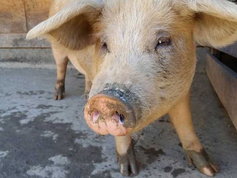 projektbesuch-freiwilligenarbeit-usa-kalifornien-vegan-farm-schwein-natucate-on-tour-blog-natucate