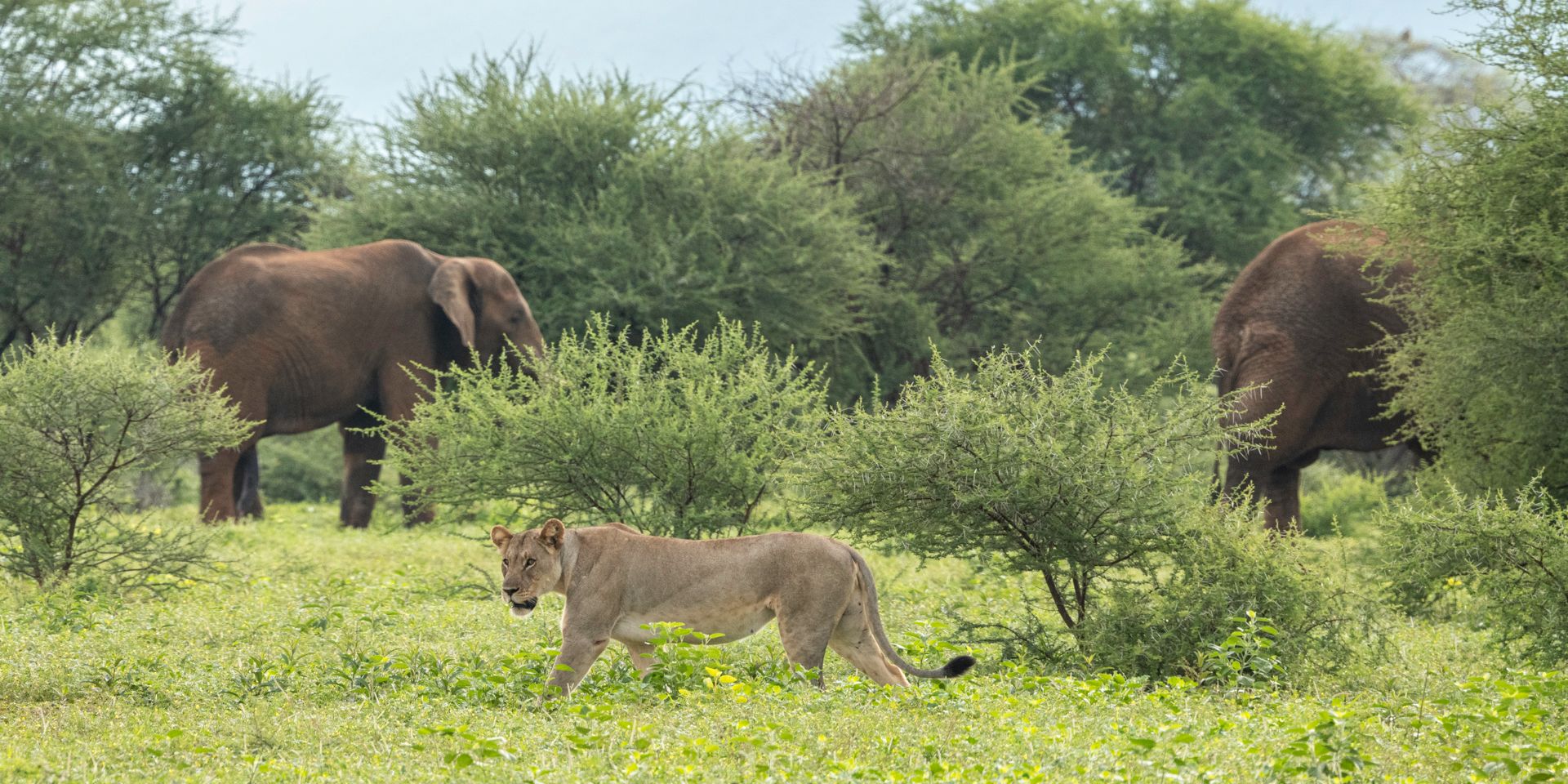 natucate-volunteering-south-africa-marataba-lion-elepahnts