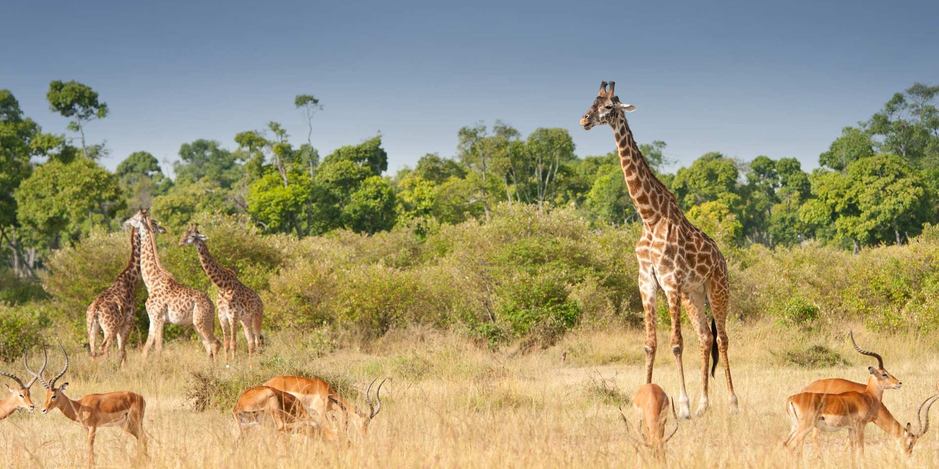 Eine Herde von Giraffen und Impalas grasen im Einklang in der Masai Mara