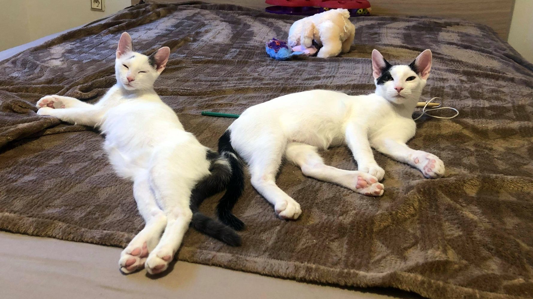 erfahrungsbericht-freiwilligenarbeit-griechenland-tierschutz-caroline-katzen-bett-natucate
